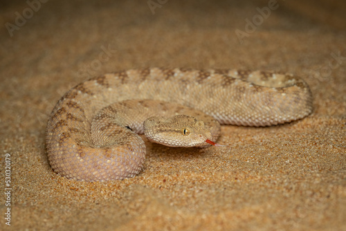 close up of a horned viper snake or desert viper