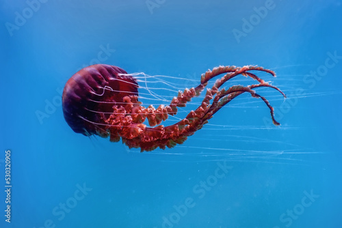 Red jellyfish dancing in the blue ocean water, compass jellyfish