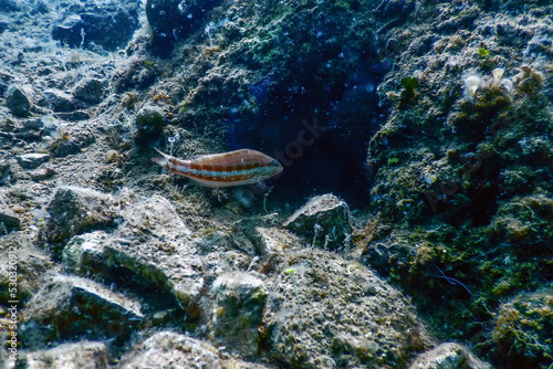 Obraz na płótnie Comber Fish 