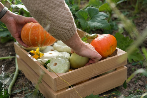Obraz na plátně A woman puts a pumpkin in a box of vegetables. Harvesting