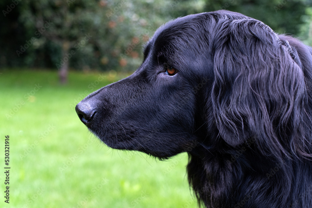 Portrait in profile of black purebred dog hovawart outdoors, looking at something into the distance.