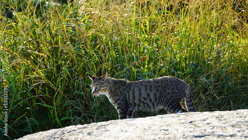 Photography A Mackerel Tabby Standing Against a Grass Field