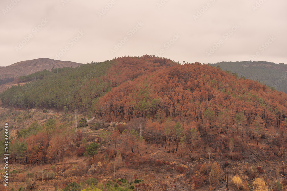 Obraz premium Forest burned after the forest fires in the mountains, at the beginning of August The pine forest has been completely burned.
