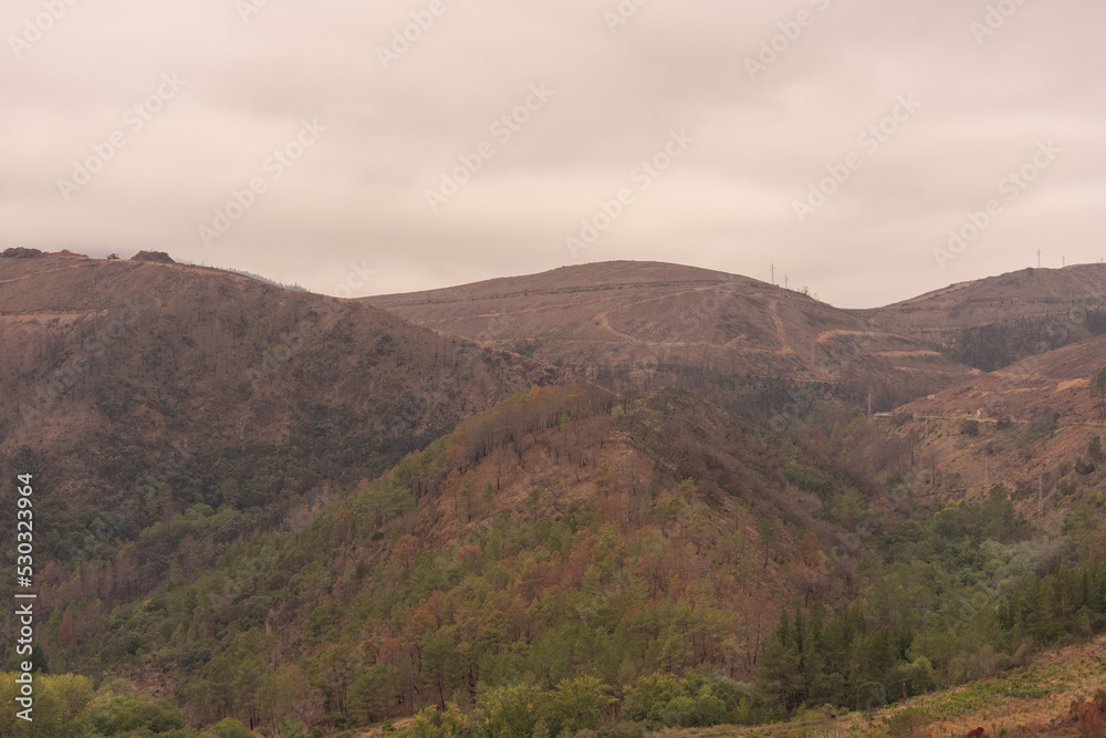 Forest burned after the forest fires in the mountains, at the beginning of August The pine forest has been completely burned. Forest burned after the forest fires in the mountains, at the beginning of August The pine forest has been completely burned.