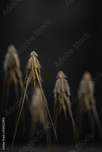 Surreal closeup of spike grass on black background