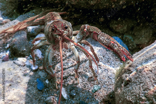 Closeup freshwater crayfish underwater (Astacus astacus) crystal clear water photo