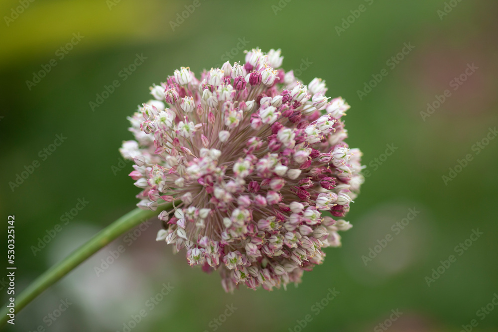 onion Flower Colorful natural garden flowers onion Flower Colorful natural garden flowers