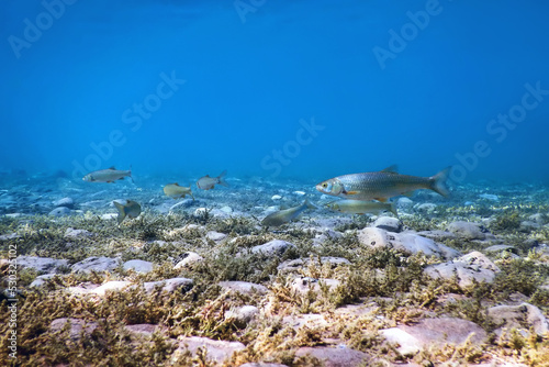 Roach fishes in natural habitat, Freshwater fishes photo