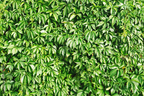 Climber plant background. Creeper plant texture. Gedge bush pattern. Natural summer wall. Home outdoor decoration. Green leaves texture.