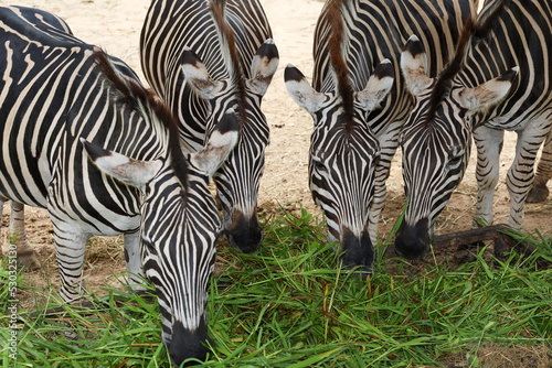 The family burchell zebra is eatting in farm