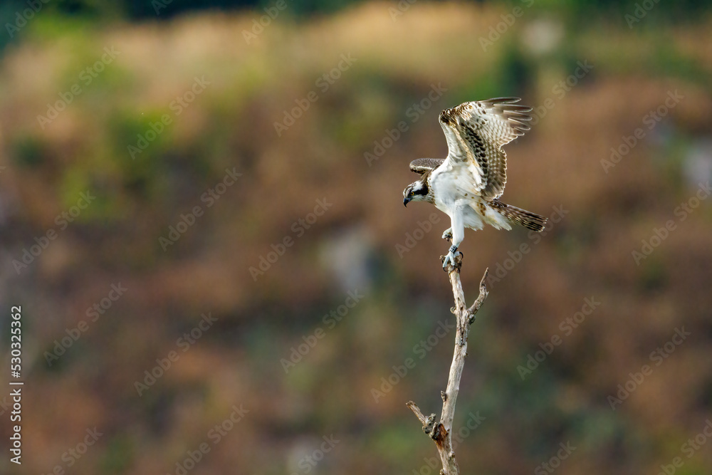 An Osprey on a branch An Osprey on a branch