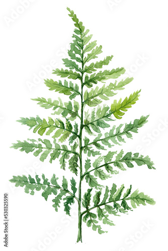 Fern Forest herb painted with watercolors on white background. Green forest plants branch. 