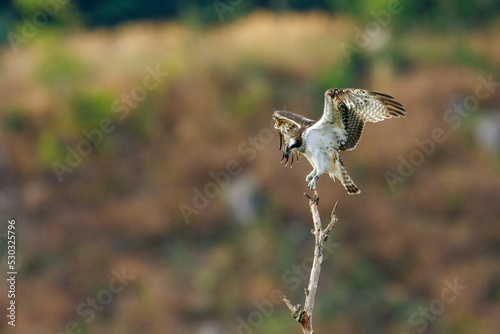 An Osprey on a branch