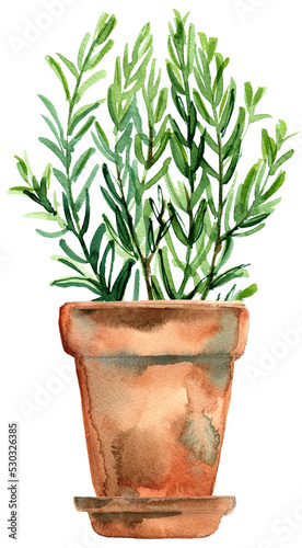 Herbs in a flowerpot. Oregano in a pot. Rosemary in a pot. Herbs painted with watercolors on white background