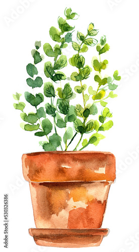 Herbs in a flowerpot. Oregano in a pot. Rosemary in a pot. Herbs painted with watercolors on white background