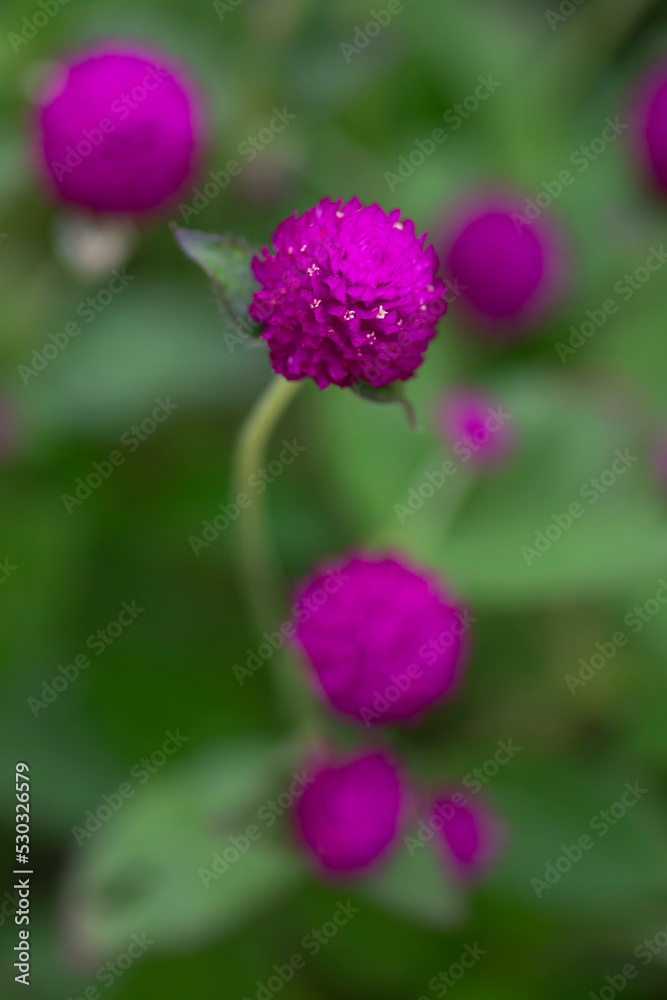 Purple pompom Colorful natural garden flowers Purple pompom Colorful natural garden flowers