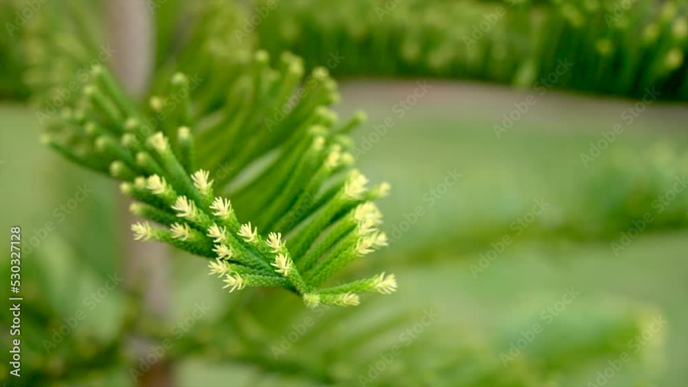Close-up of green coniferous tree branch swaying in the wind. Beauty in nature. Bokeh macro shot Close-up of green coniferous tree branch swaying in the wind. Beauty in nature. Bokeh macro shot