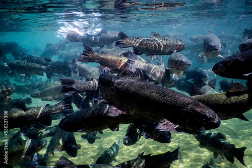 Photos River Trout swim underwater, Trout underwater scene