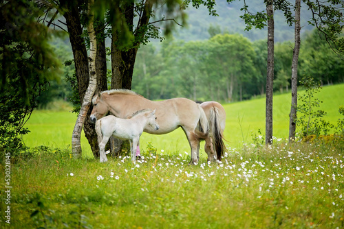 Beautiful horses, female and child in a garden, eating