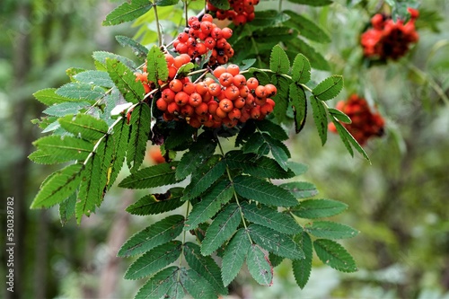 Cuadro en lienzo Reife Vogelbeeren - Die Reife der Vogelbeeren an den Ebereschen im Spätsommer  s