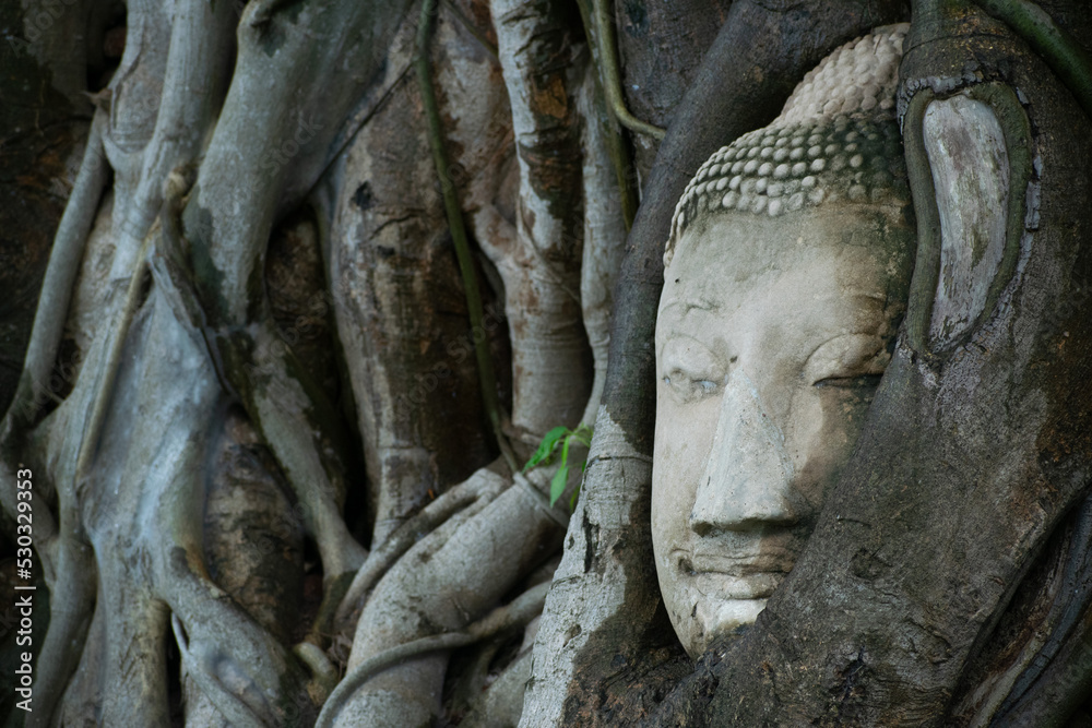 head of buddha in roots of Ayutthaya