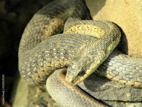 Garter Snake Sunning On Rock