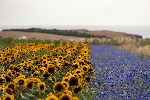 sunflowers in the field photo