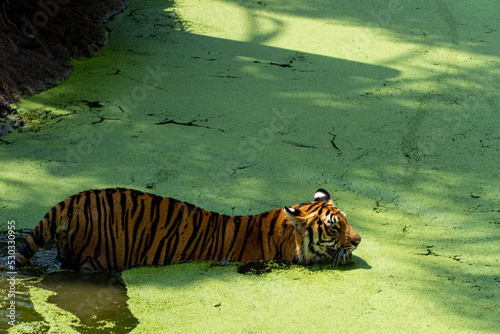 bengal tiger, Panthera tigris tigris, swimming to cool off, beautiful large feline, mexico,
