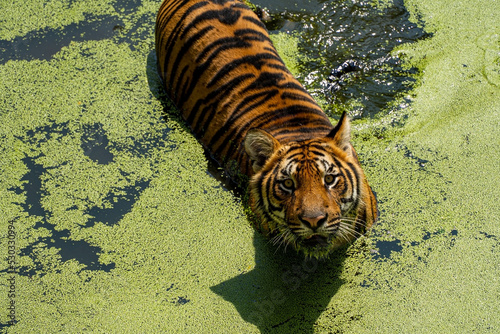 bengal tiger, Panthera tigris tigris, swimming to cool off, beautiful large feline, mexico, © rodrigo