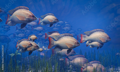 Flocks of fish swim in groups, the underwater circle is shining down. Lots of tilapia Swim in groups or in groups. Naturally, underwater, herds of fish are fed for food. 3D Rendering. photo