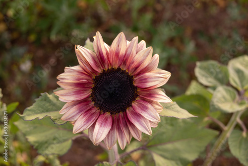 pink sunflower