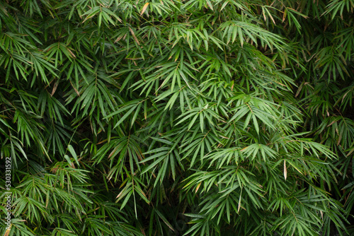 Beautiful Bamboo leaves pattern for nature Background.