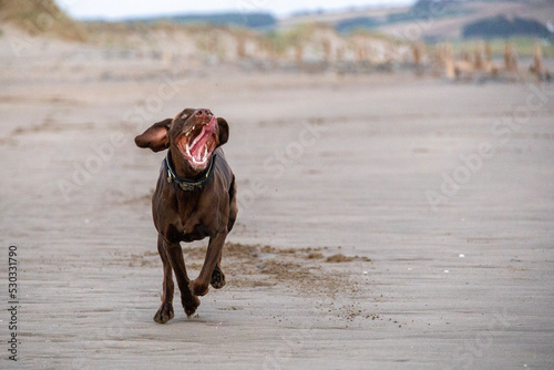 funny dog running on the beach