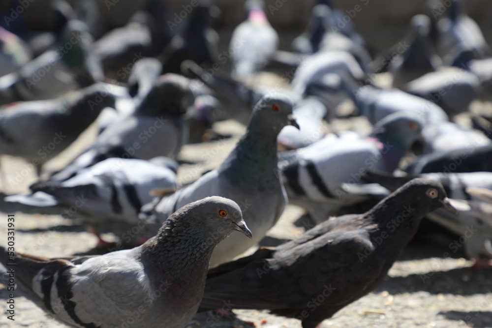 Fototapeta premium pigeons on the street