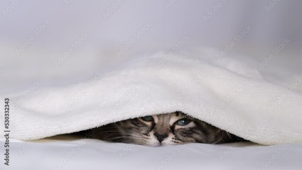 sleepy kitten is hiding under the blanket. cute kitten doesn't want to
