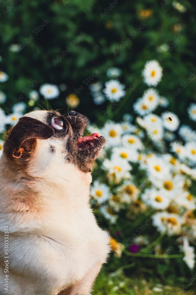 Obraz premium pug puppy in the garden