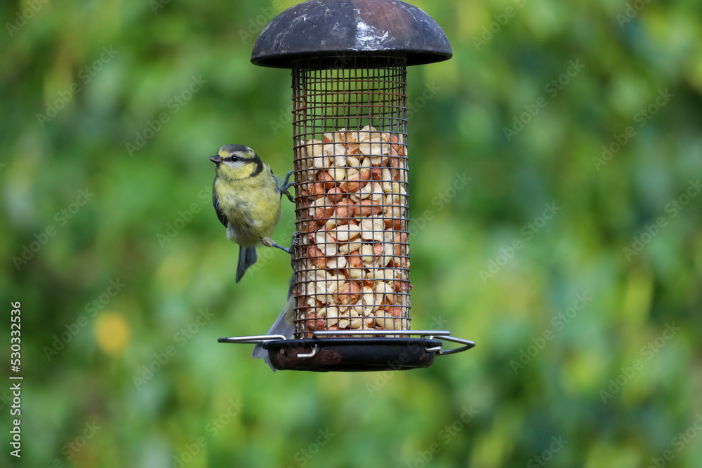 Naklejka premium a bird on a feeder