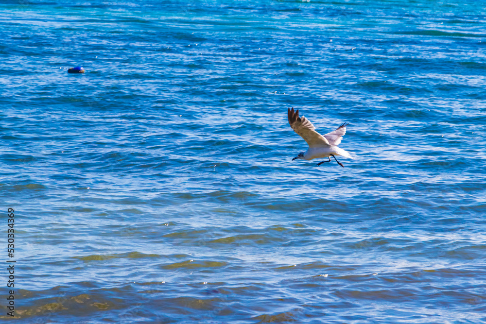 Fototapeta premium Flying seagull bird with blue sky background clouds in Mexico.