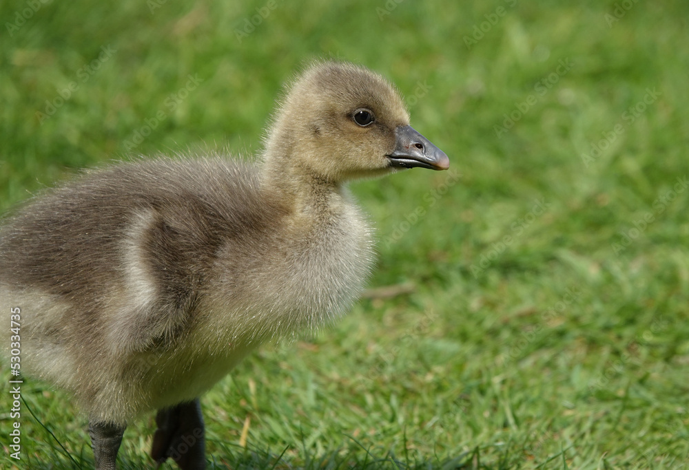 Closeup of a cute gosling standing on grass. Closeup of a cute gosling standing on grass.