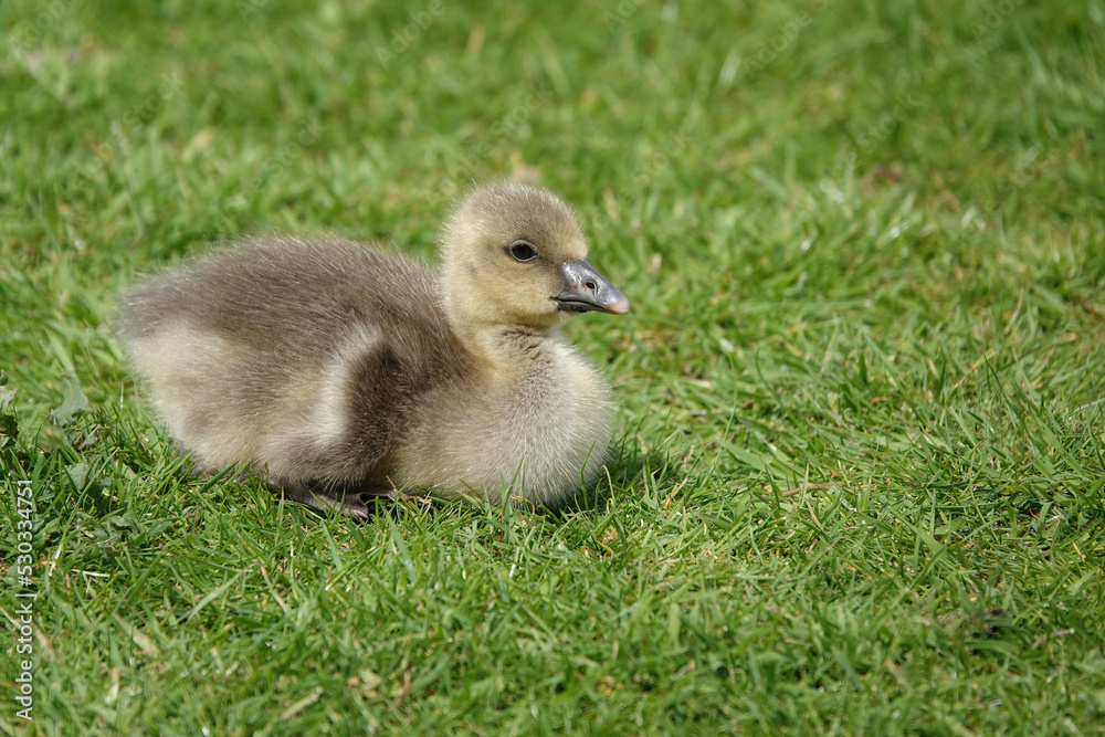 A cute young gosling resting on the grass in the sunshine. A cute young gosling resting on the grass in the sunshine.