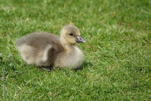 A cute young gosling resting on the grass in the sunshine. © Nigel