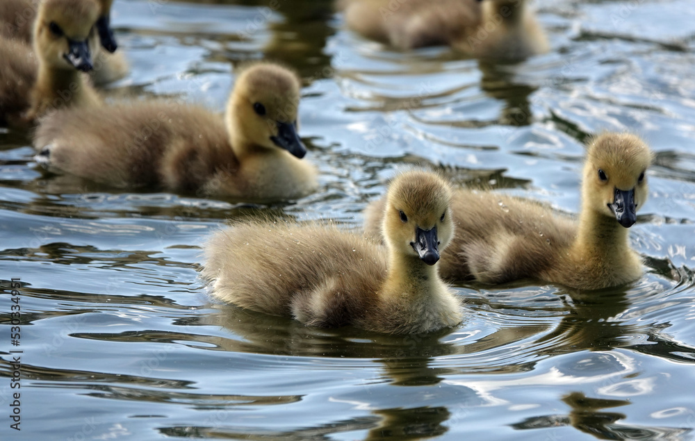 A group of cute young goslings swimming on a lake. A group of cute young goslings swimming on a lake.
