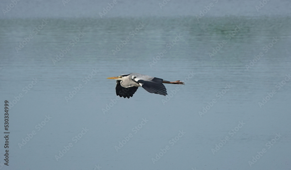 Naklejka premium A grey heron flying horizontally above a lake. 