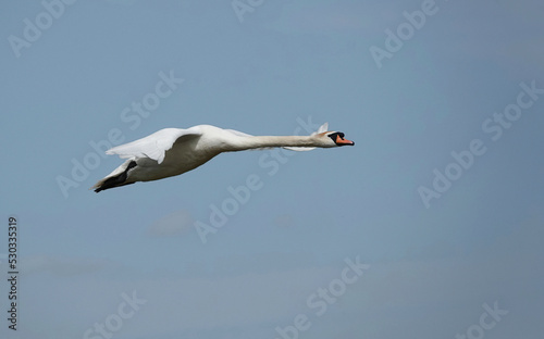 A low angle view of a mute swan in flight. 