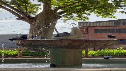 pigeons drinking and bathing in a water fountain in a park