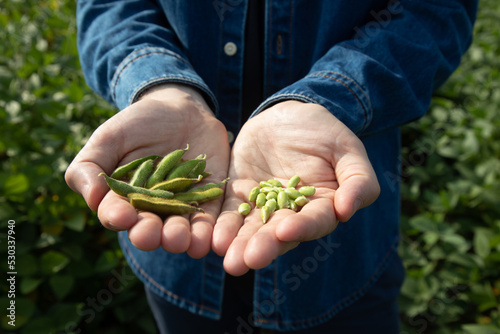 Close-up of a farmer, agronomist holding green pods of soybeans in his palms on a sunny day in an agricultural field