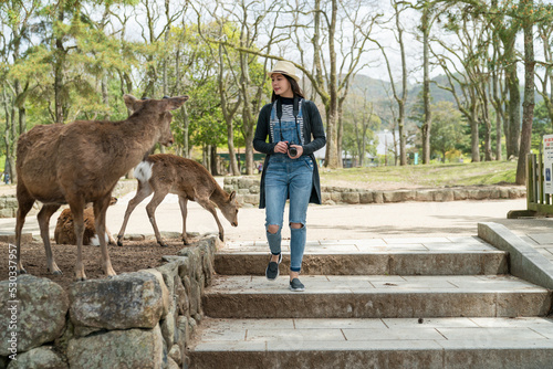 full length of Asian Japanese woman visitor looking at wild sika deer while walking through the park heading to kasuga Taisha in nara japan