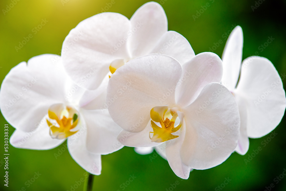 White Orchid branch on green natural background

