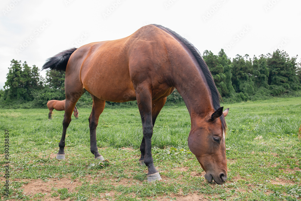 horses grazing in the meadow
