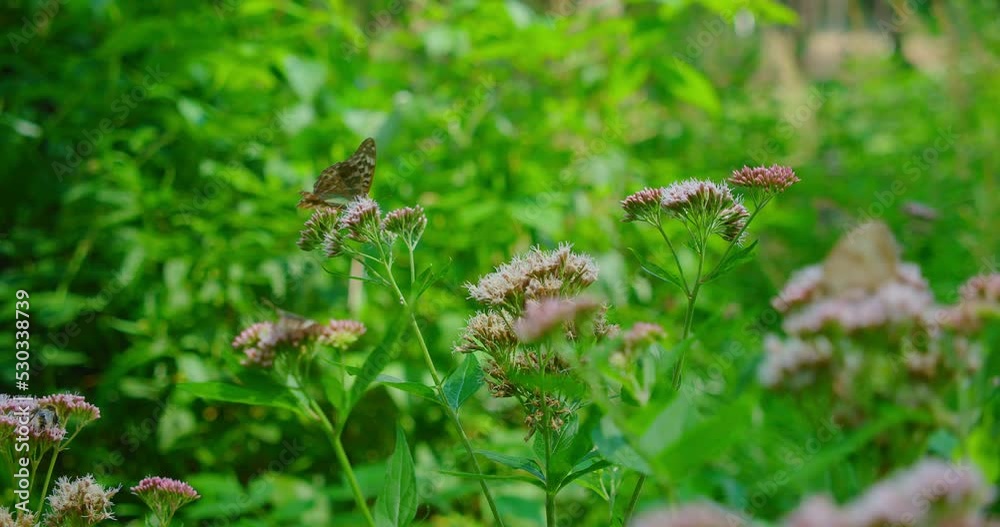Silver-washed fritillary buttefly pollinate pink wild flower in the forest. Argynnis paphia. Insects with orange black spots on wings. Woodland floor. Environmental protection. Earth day. Silver-washed fritillary buttefly pollinate pink wild flower in the forest. Argynnis paphia. Insects with orange black spots on wings. Woodland floor. Environmental protection. Earth day.